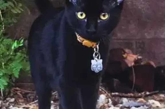 Missing cat Phoenix, photo: Lost Black Cat Olive - East Claire, PHX