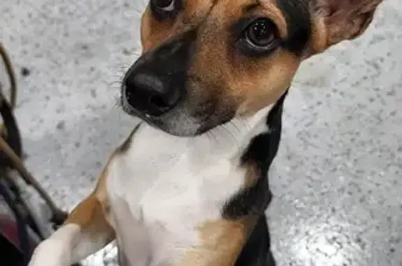 Lost Dog: Charlie, 4, Last Seen Ashmonte Dr