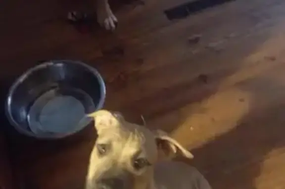 Help Find Our Lost Puppy: Nixon Heights