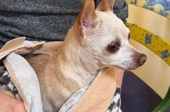 Found dog San Francisco, photo: Found: Healthy Dog on Merced Ave, SF