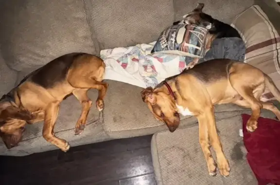 Lost Bloodhound Puppy in Blue Spring, KY