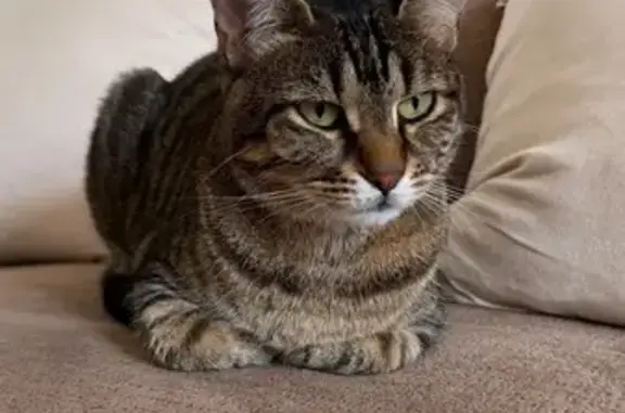 Animaux perdus L'Isle-Adam, photo: Chat Tigré Perdu à L'Isle-Adam