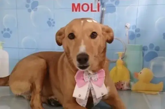 cachorro desaparecida