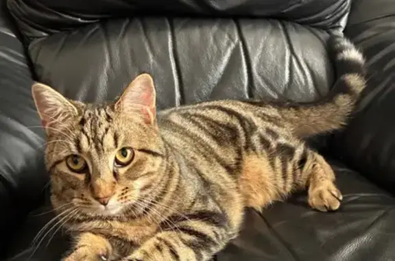 Lost Brown Tabby: Cavendish St, Inner West