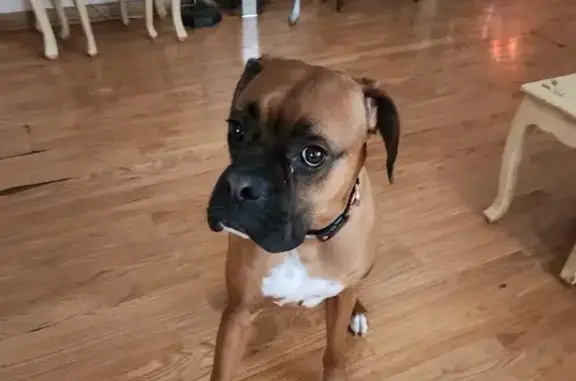 Lost Boxer: 2-Year-Old Brown in Maplewood