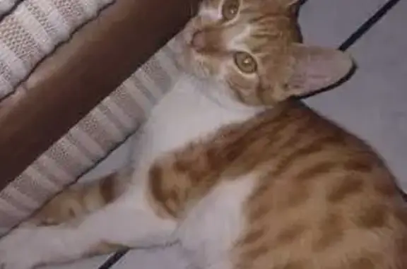 ¡Ayuda a encontrar a Simba, gatito perdido!