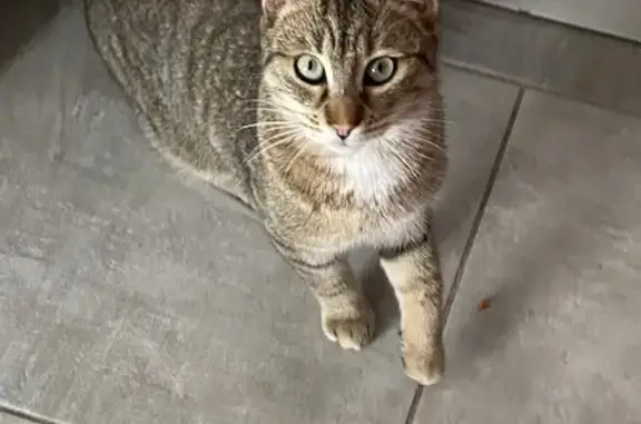 Chat perdu à Vineuil, cicatrice oreille gauche - photo