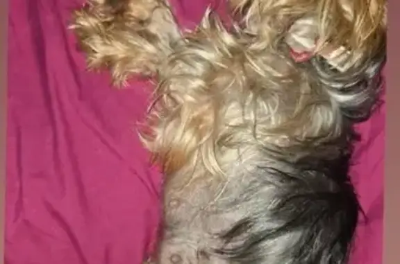 Lost Dog: Tan & Silver, Bow Collar, Lacy Lakeview