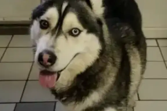 Found dog New York, photo: Found: Anxious Black & White Husky in NY