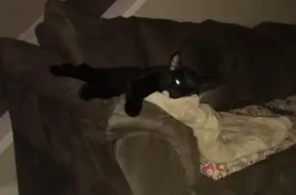 Missing cat Cuyahoga Falls, photo: Lost Black Cat: Sweet but Shy, Oakwood Dr