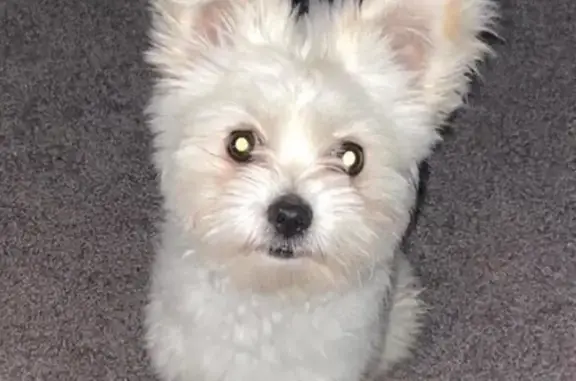 Help Find Ziggy: Stolen Car, Missing Dog!