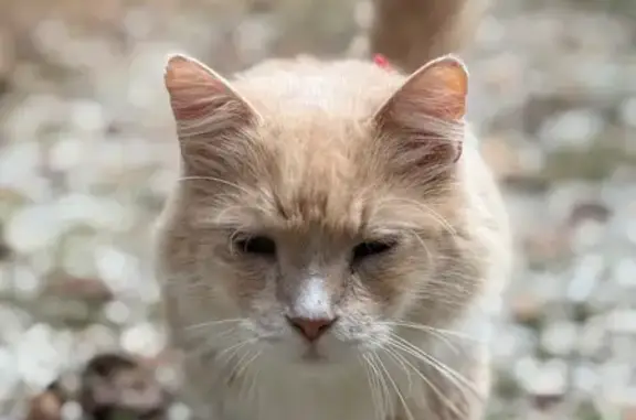 Help Find Noel: Fluffy Cat Lost in Aiken