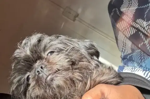 Lost Dog: Small, Toothless, Black in Chicago