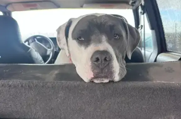 Lost Pitbull Mix: Dolan Springs Area