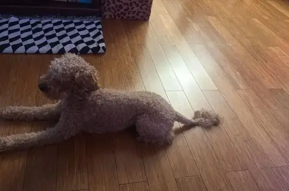 Lost Mini Goldendoodle: SW 151st Alert!