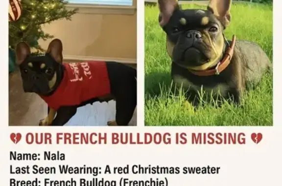 Lost Dog on South Robinson Rd, Grand Prairie