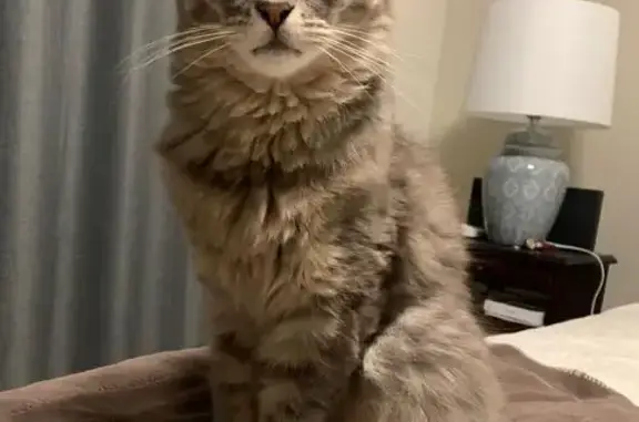 Lost pets , photo: Lost Grey Tabby Cat: Laughton Crescent