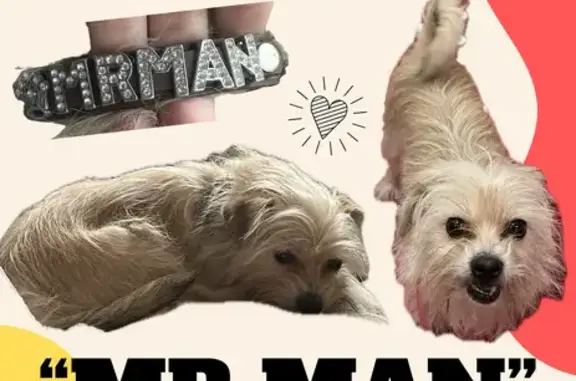 Found pets Atlanta, photo: Found: Bedazzled Collar Dog in Atlanta