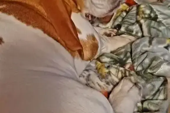 Lost Bassethound: Nelson in Lynchburg