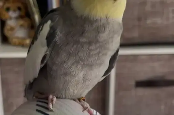 Lost Cockatiel 