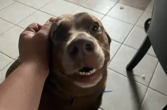 Lost Dog in Shannon Hills, AR