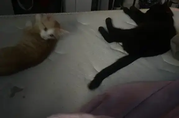 Lost Black Cat: Red Naruto Collar Found