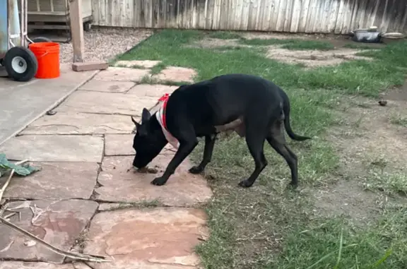 Lost Black Dog in Mesa: Red Bandana