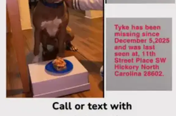 Help Find Tyke: Brown Pitbull Lost