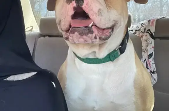 Found dog Runnemede, photo: Found Tan & White Dog, Sweet & Puppy-Free