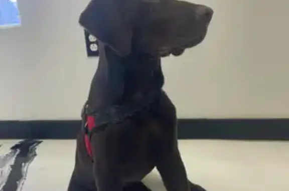 Lost Puppy on Cantu Rd: Help Find Mudd!