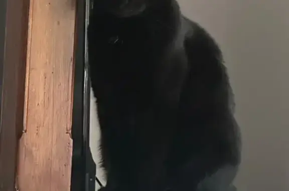 Help Find George: Missing Black Cat