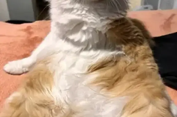 Missing cat Irving, photo: Missing Cat: Shrimp with Teal Sushi Collar