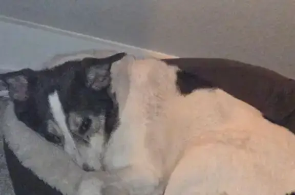 Lost Dog: Nick, 35 lbs, Morrell & Cedar