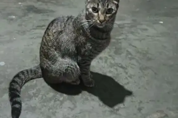 Gata Perdida: Necesita Medicación Urgente