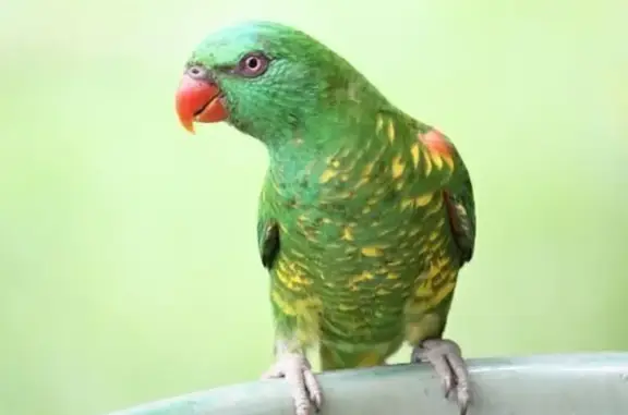 Missing: Tame Lorikeet Near Noosa School
