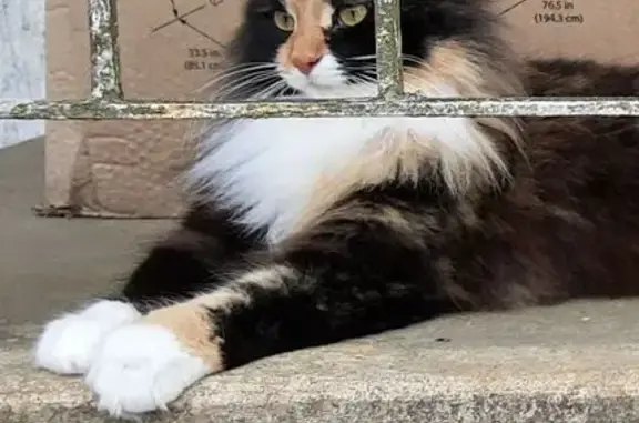 Missing cat Pelham, photo: Lost Calico Cat Near I-65 in Pelham