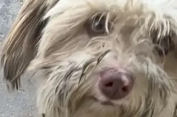 Perro perdido: Blanca, peluda, mancha rosa