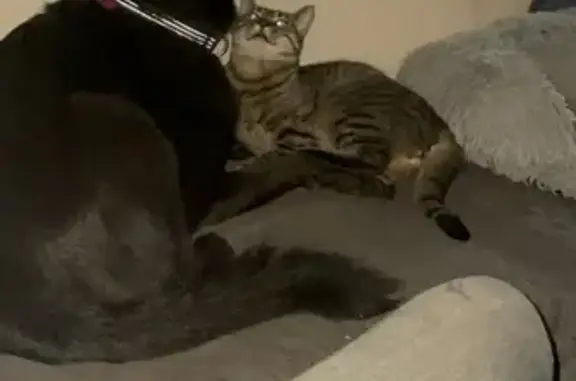 Chat Européen tigré perdu à Bourguenolles - photo