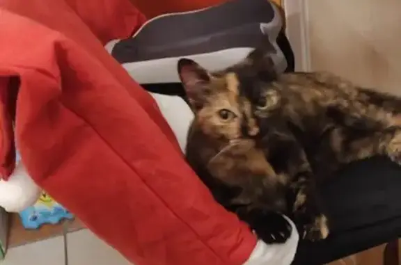 Animaux trouvés Bagnères-de-Bigorre, photo: Jeune chatte câline trouvée à Bagnères