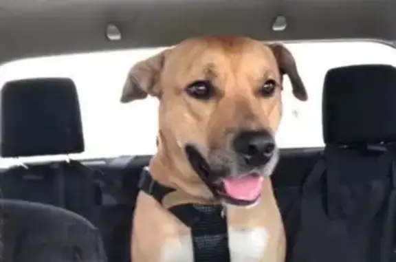 Lost Golden Retriever: Narangba Area