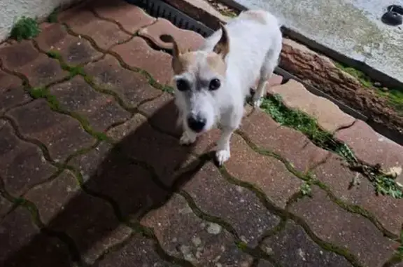 Animaux trouvés , photo: Chien trouvé Rue des Roncettes, Saint-Denis
