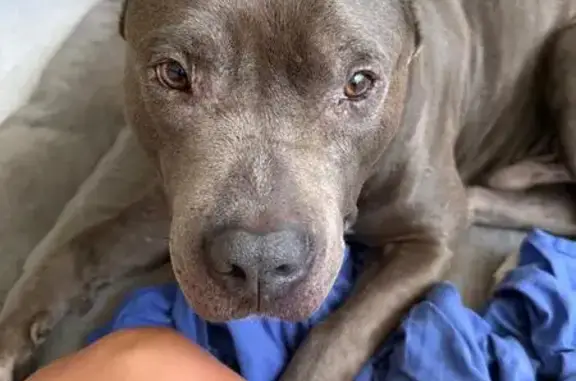 ¡Ayuda a encontrar a Capitán, pitbull gris!