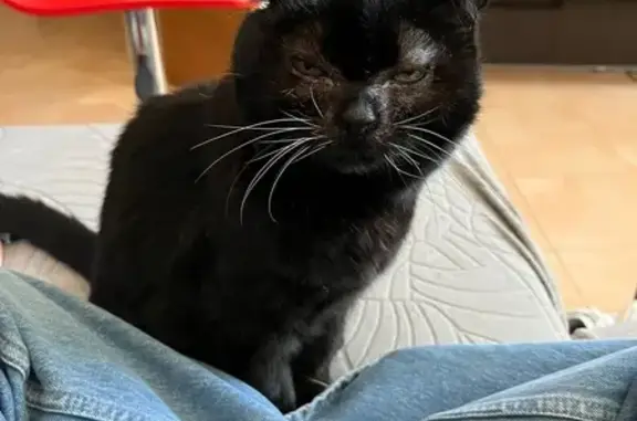 ¡Gato Negro Perdido en Dos Hermanas!