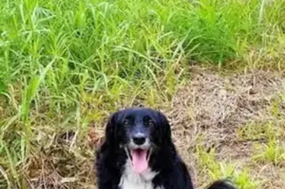 Missing dog Brisbane, photo: Lost 14-Year-Old Border Collie in Brisbane