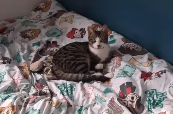 Chaton tigré perdu, Saint-Avertin - photo