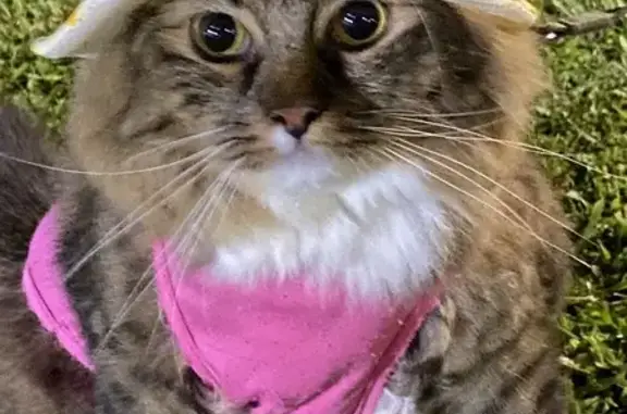 Missing cat Singapore, photo: Lost 3-Year-Old Siberian Mix Cat