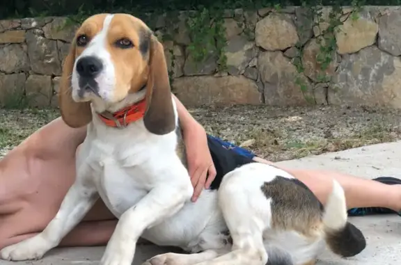 Chien perdu Le Muy, photo : Beagle tricolore perdue au Chemin des Valises