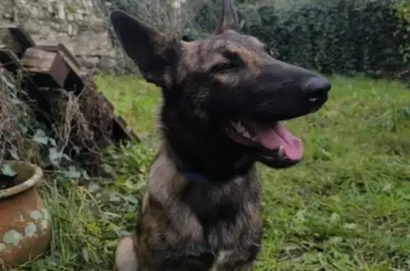 Chien trouvé Trélazé, photo: Chienne craintive trouvée à Trélazé