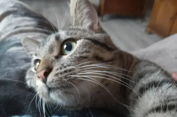 Animaux perdus Fourmies, photo: Chat perdu : Vroum, tigré noir et gris