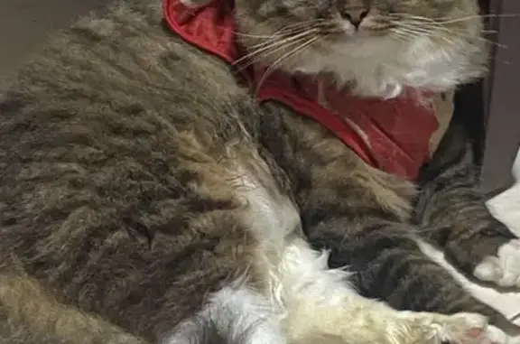 Missing cat Singapore, photo: Lost Tabby Cat: Help Find Dadi in SG